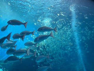 Xpark 門口大水族箱