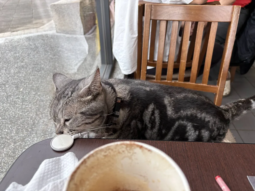 外木山 貓貓咖啡 貓咪