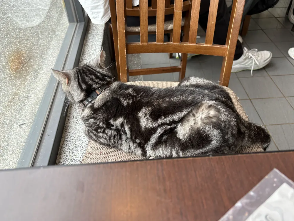 外木山 貓貓咖啡 貓咪3