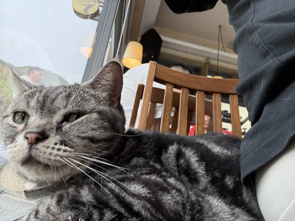 外木山 貓貓咖啡 霸佔位置的貓咪