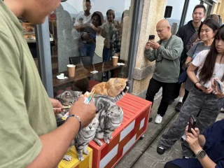 外木山 貓貓咖啡 貓咪餵食2