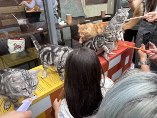 外木山 貓貓咖啡 貓咪餵食3
