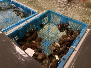 漉 海鮮蒸氣鍋 海鮮區2