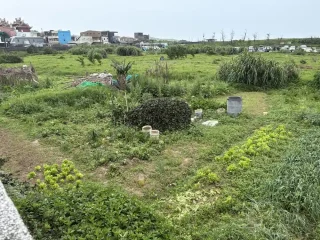 老梅路橋旁菜園1