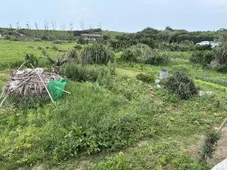 老梅路橋旁菜園2
