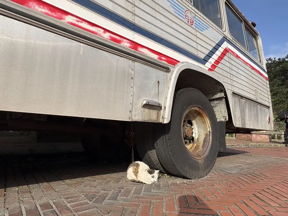 黃金博物館-門口貓咪