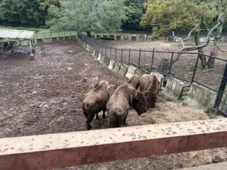 六福村遊園火車導覽4