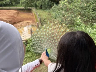 六福村遊園火車導覽5