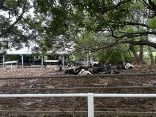 東海大學馬場-乳牛休息