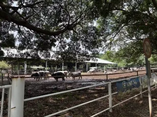 東海大學馬場-乳牛場